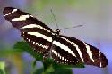 Zebra Longwing Butterfly